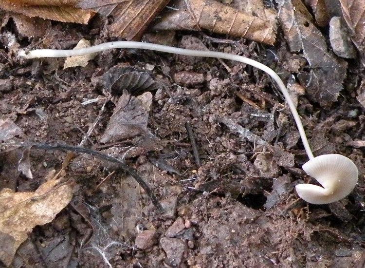 Mycena dal lungo gambo con micro delle spore